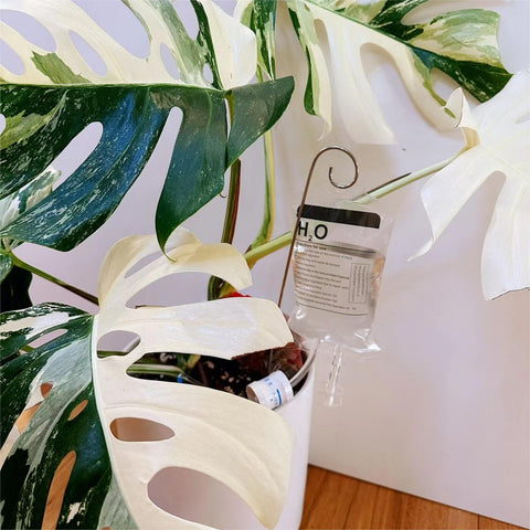 Automatic Plant Life Houseplant Watering Device