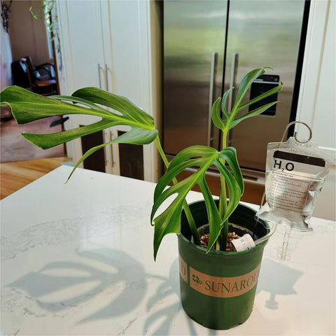 Automatic Plant Life Houseplant Watering Device